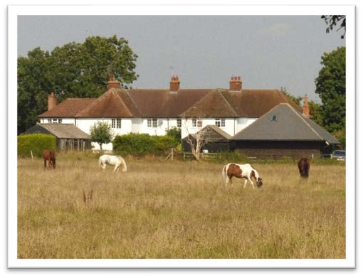 Horses grazing, a familiar sight to local residents
