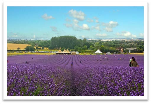 Lavender fields at Hitchin Lavender, Ickleford