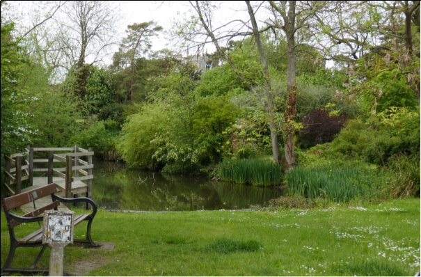 Pond in green backdrop with viewing area and bench
