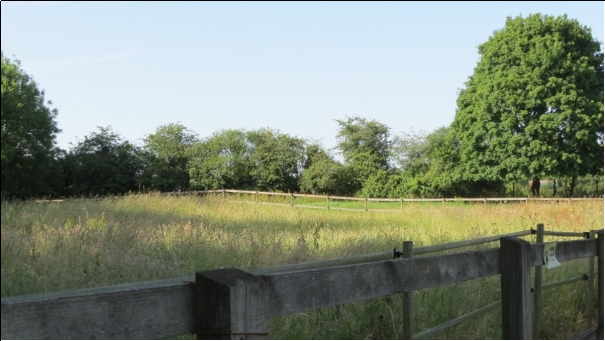 A small paddock of long grass surrounded by fences and trees