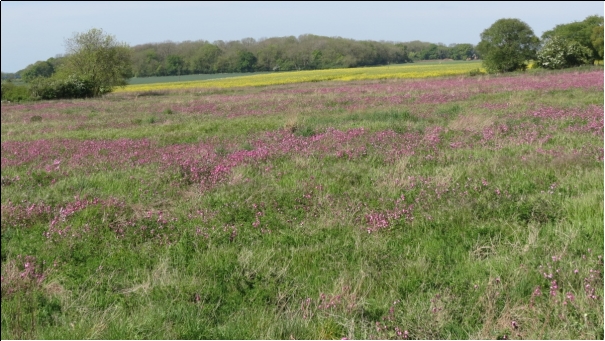 A meadow full of pink wild flowers in the foreground changing to yellow rape with a back drop of woodland