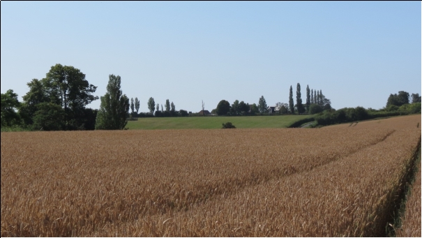 Ripe wheat filed in the foreground with green fields and trees behind