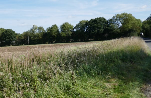Slopping field beside lane with tree belt hiding chicken farm