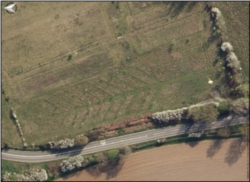 An aerial view of the orchard showing tree planting in a tree shape