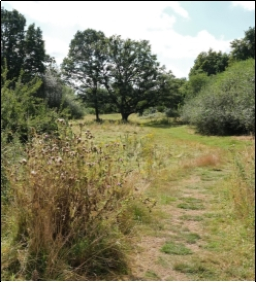 A path through a grassy field

