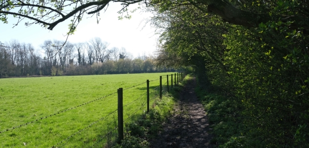 Green field bordered by a countryside footpath and tall mature hedge