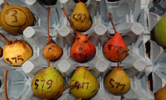 Different varieties of pears, yellow, red and green