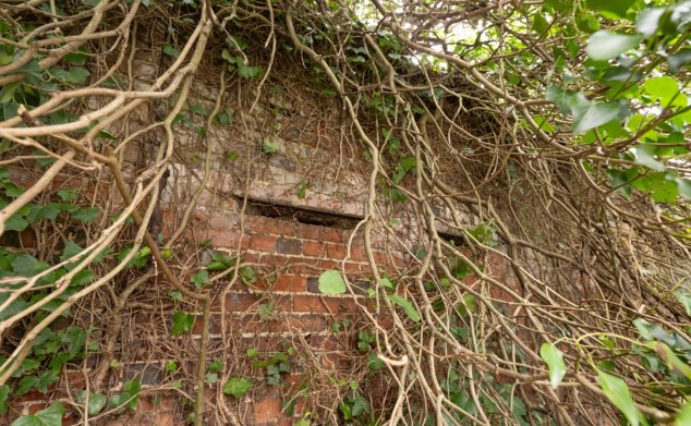 Gun slit in red brick wall of Codicote Lodge nearly covered over with vegetation