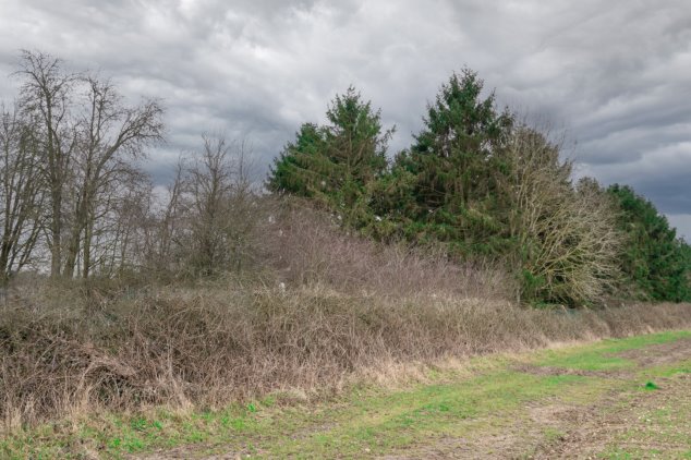 Ancient hedge and beyond the remains of a traditional orchard. Winter picture so mostly bare at this time of year